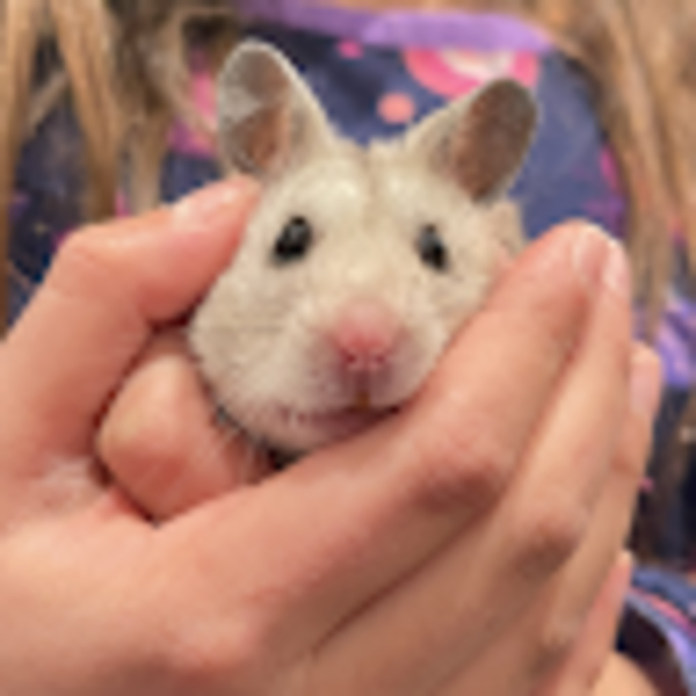 Meet your Posher, Avani